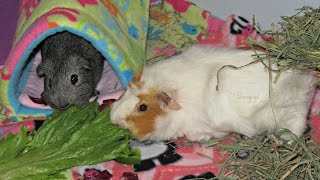 2017 Meet The Pets: 9 Guinea Pigs & 1 Rabbit (Room Tour)