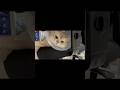 1 year old cat Pepper chilling on sofa chair wearing Elizabethan collar under table