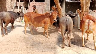 Village Amazing Cow and buffalo Meetin Fast video 😍