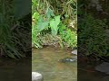 atrapamoscas de los torrentes Serpophaga cinerea