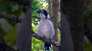 Suara dan panggilan burung Butcherbird dari Aussie Bazza Butcherbird 🖤🖤🖤