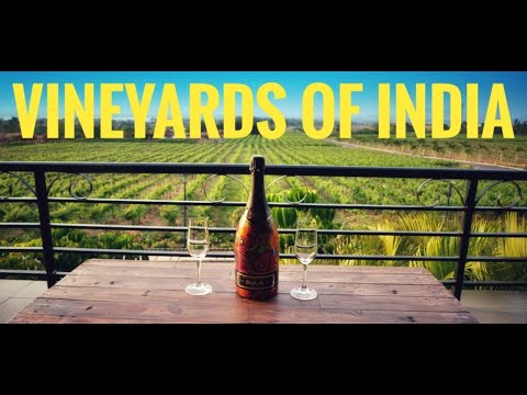 Video: Du lịch rượu vang Ấn Độ: 5 vườn nho Nashik có phòng thử rượu