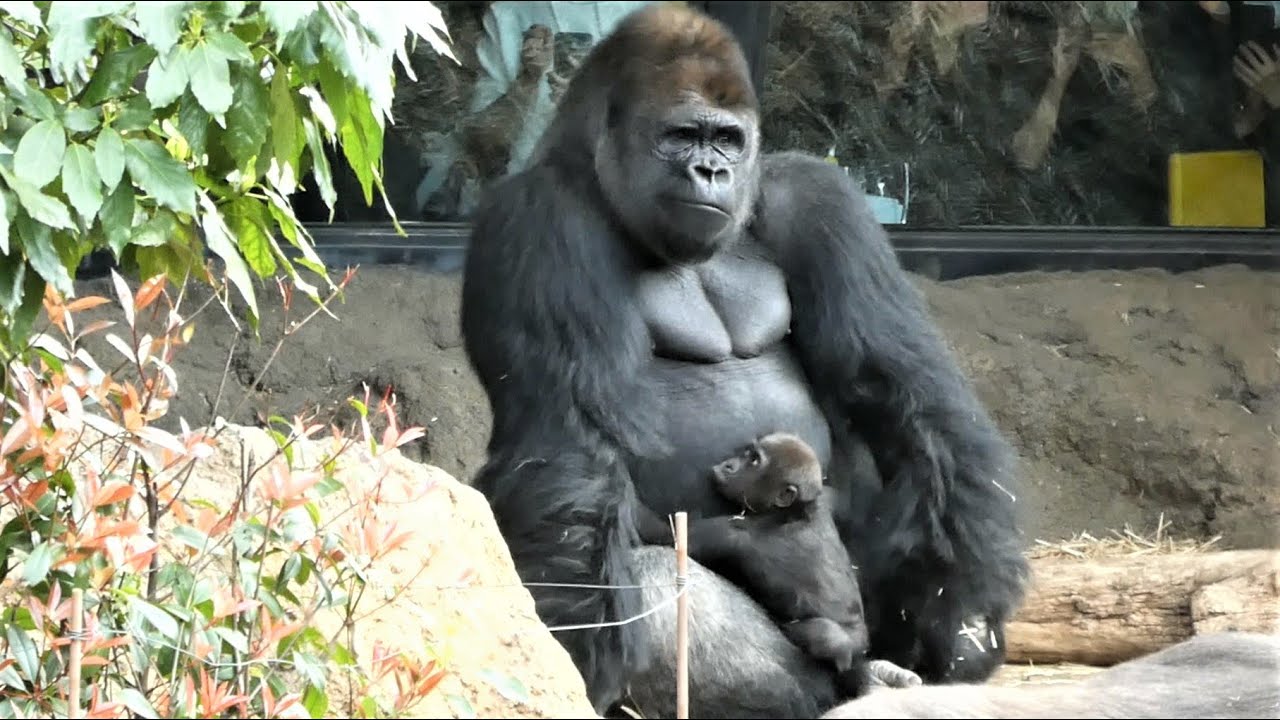 20230322 上野動物園 ニシゴリラ② 赤ちゃんゴリラのスモモちゃん 妹を