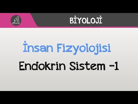 İnsan Fizyolojisi  Endokrin Sistem -1
