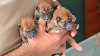 Bouquet of Potats ❤️❤️❤️
