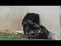 I love my little brother! by Fubuki 僕は弟のイブキが大好き!フブキ Chimpanzee Tama Zoological Park