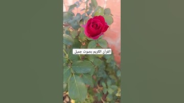 القرآن الكريم بصوت جميل #explore #قران_كريم #قرانكريم #قران #تيك_توك #لايك #قرآن #quran