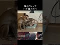 猿が猫のカツラを取るAI動画【中国動画解説】