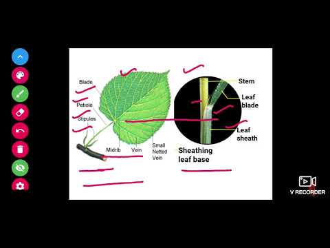 B.Sc. II yr Paper I, Ranunculaceae Family