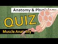 QUIZ: Muscle Anatomy | Anatomy &amp; Physiology