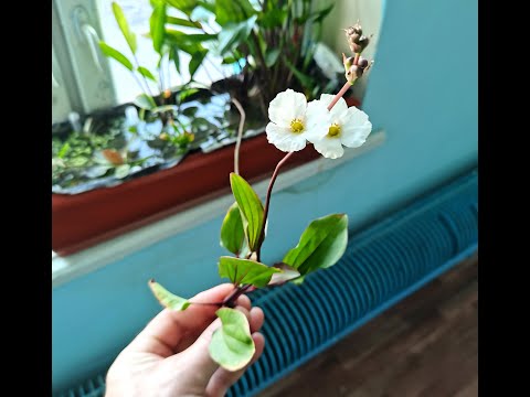 Эхинодорусы на подоконнике, опыление