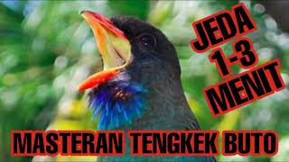 Masteran Burung Tengkek Buto dengan Jeda 1-3M Kualitas HD