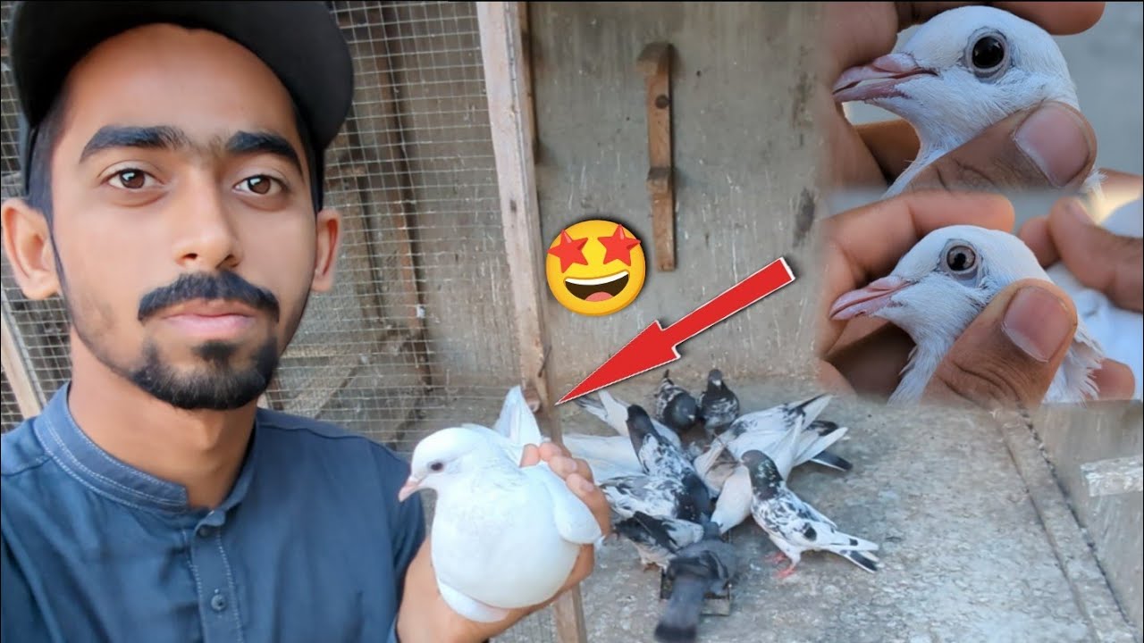 Kali Safed Aankh Ka Mako Kabootar Pkra🤩 || Baby Pigeon Ki Zindagi Dao Pr Lga Di😅. 