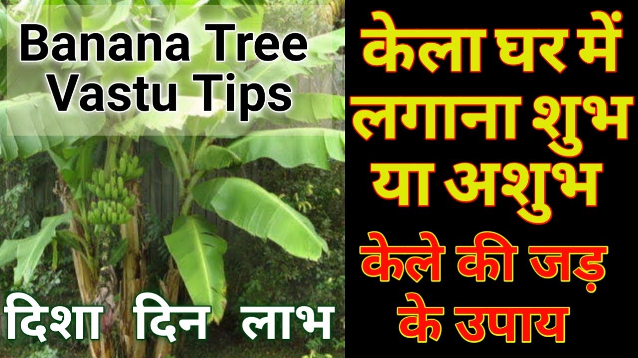 Kela ghar mein lagana chahiye ya nahi Kis disha me lagana chahie Kele