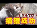 【野良猫保護】捨てられボロボロの野良猫 捕獲保護にやっと成功