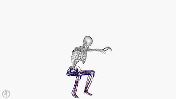 Static Optimization - Deep Squat