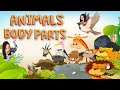 Animals body parts  body parts of animals  animals  science  kindergarten teacher beth class tv