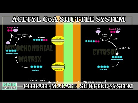 Citrate Shuttle Fatty Acid Synthesis