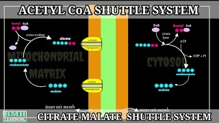 Fatty Acid Synthesis | Acetyl CoA Shuttle System | Citrate Malate Shuttle System | Part 1|