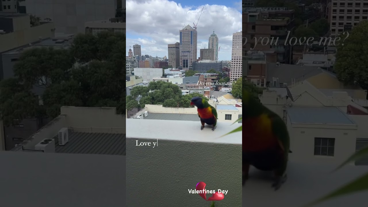 Valentines Day heart break 