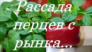 Рассада из семян перцев купленных в магазине! Фантастика!