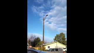 Red-Crowned Parrots in El Cajon