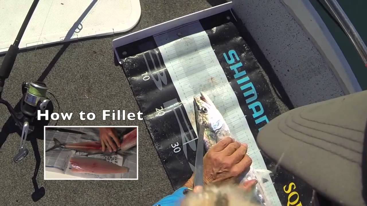 Fastest and most humane way to kill fish Andysfishing Fishing Video Big Fish EP.160 - YouTube