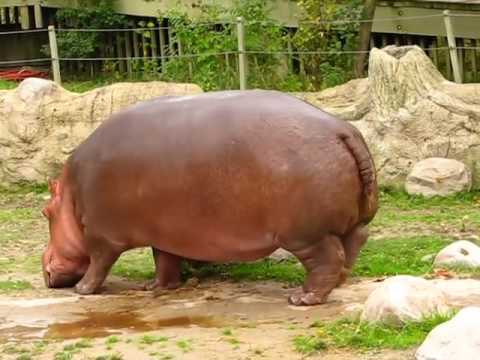 Hippo gets explosive diarrhea sounds like a chainsaw