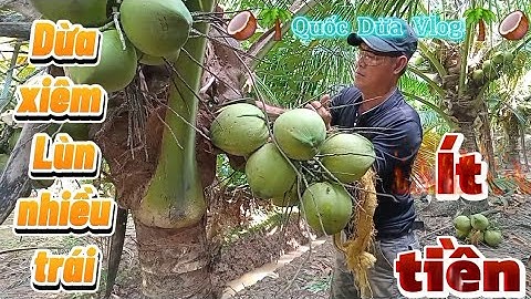Dừa xiêm lùn rất nhiều trái gặp mùa mưa nên ít tiền #quocduavlog 