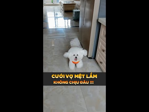 Video: Blind Service Dog's Smile làm sáng cuộc sống của người khác