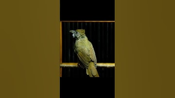 KAPAS TEMBAK GACOR NGEBREN NEMBAK PANJANG - 042 #kapastembak #birds #kapastembakgacor