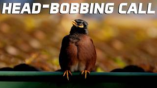 Indian Myna Calls & Head-Bobbing