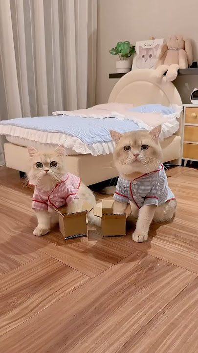 😼: kami hanya butuh kardus woi, size apapun jadi lah! #kucinglucu #cat #kiwibritishcat