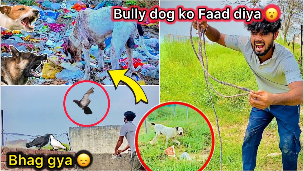 Jungli kutta Killed Bully dog 😮 || Ladai main kabutar bhag gya 😳