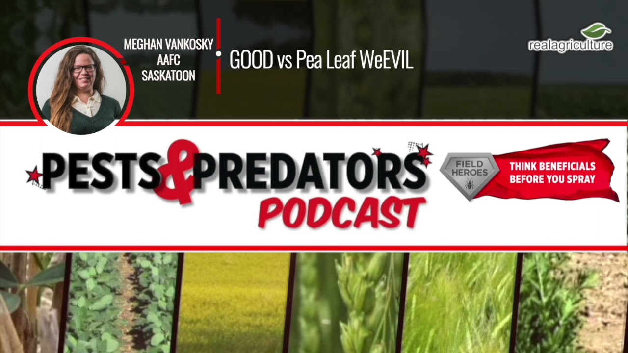Pests & Predators Podcast, Ep 8: Good vs pea leaf weEVIL