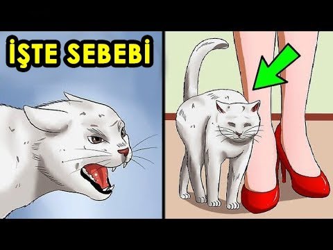 Video: Bir kedinin dikkatini nasıl
