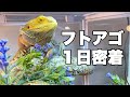 【ルーティン】我が家の次男坊👦🏼ソイくんの１日に完全密着📹🦎【フトアゴヒゲトカゲ】