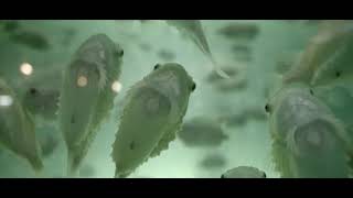 Development of lumpfish farming – fighting sea lice infestation in salmon farming
