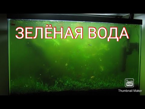 Зелёная вода в аквариуме. Причины и способы устранения.