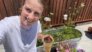 Garden Chores And A Basil Harvest | This Week In The Garden | VLOG