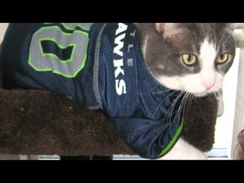 Gordon the Seahawks Cat - YouTube