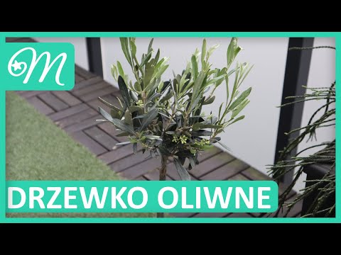 Wideo: Jak dbasz o fioletowe drzewko dymne?