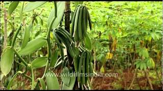 Vanilla : the only orchid that produces an edible fruit