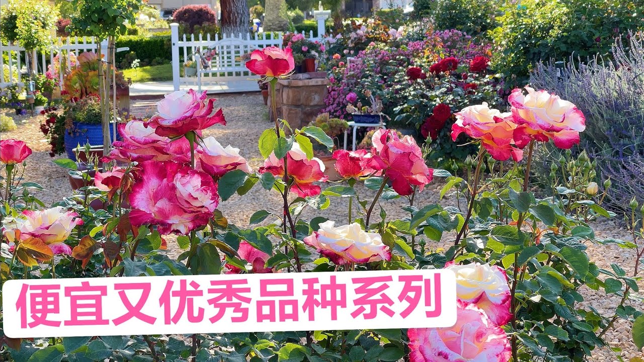 便宜又优秀品种系列 红双喜月季Double Delight Rose（园艺篇225）