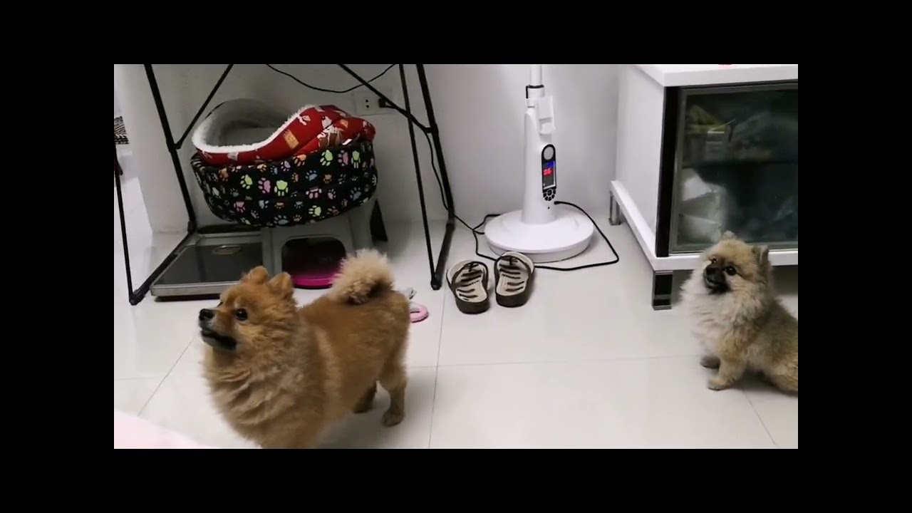 Poms asking for treat 