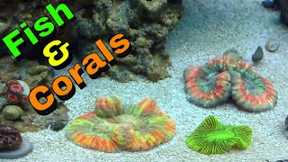 My 75 Gallon Reef Tank: Week 6 Fish and Corals.
