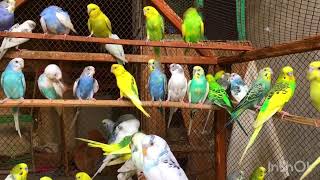 Sounds Of Australian Parrot #birds #budgies #parrot #sound