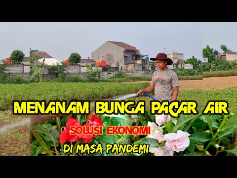 Video: Phacelia Sebagai Siderat (19 Foto): Bagaimana Menyemai Dan Memohon Pada Musim Luruh Dan Musim Bunga? Penerangan Mengenai Tansy Dan Jenis Phacelia Lain, Ulasan