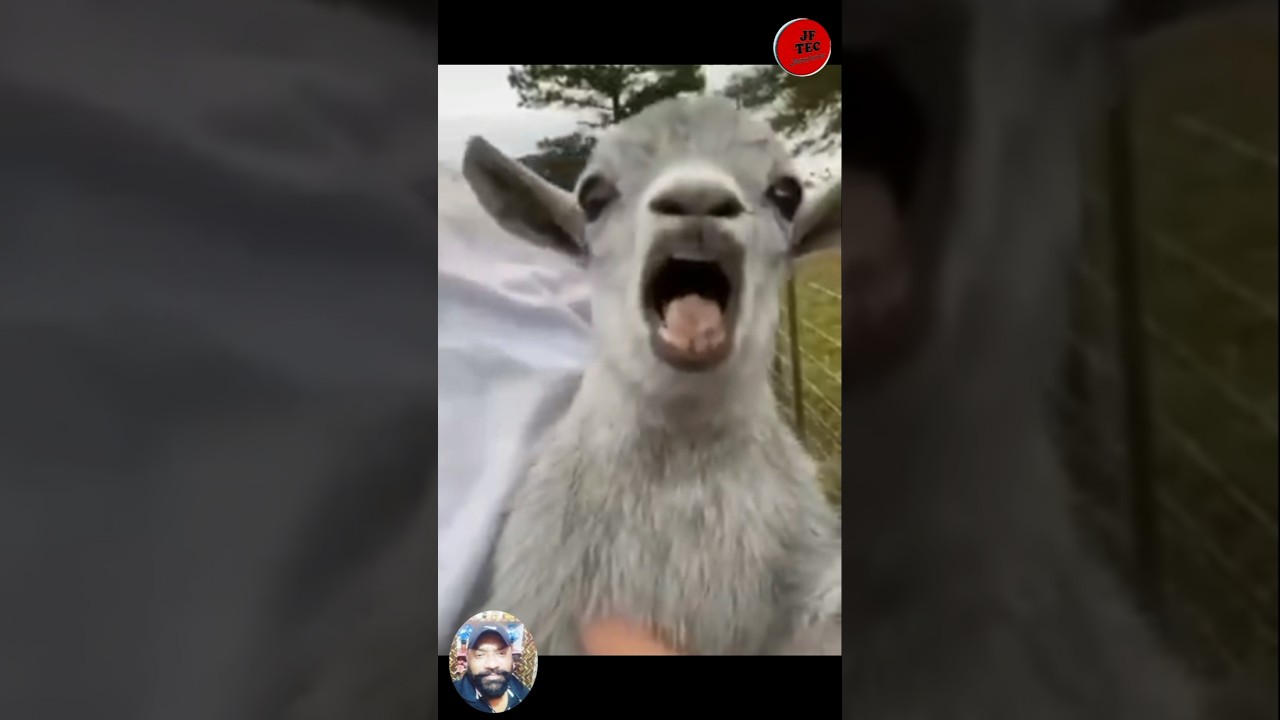 Funny Dog Shorts Animal Reaction Video 