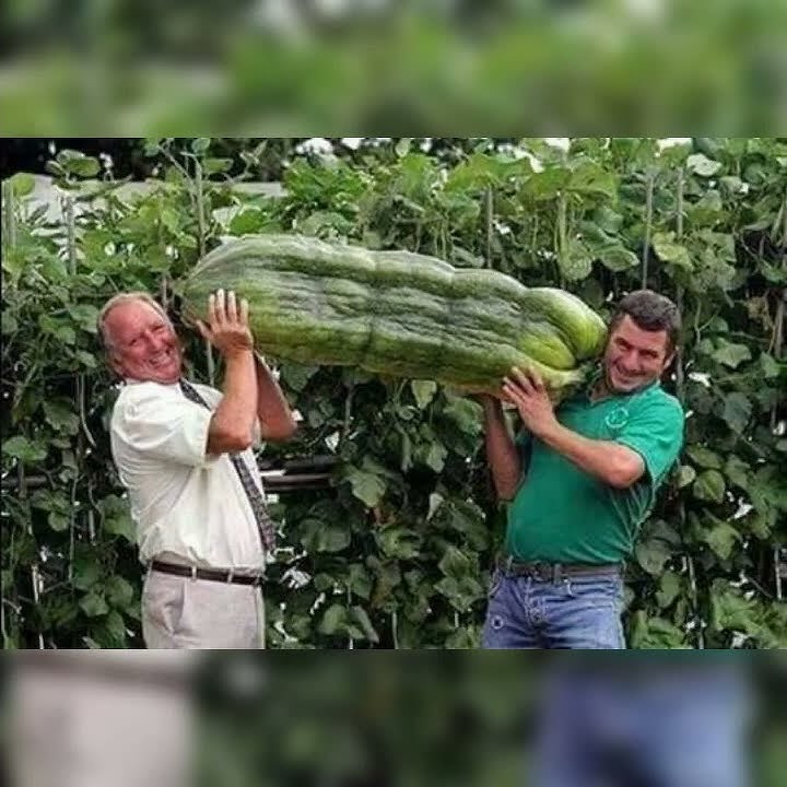 Biggest Fruits & Vegetables 🍉🥒🧄 || Foods Story || Shorts